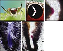 Spectral filtering enables trichromatic vision in colorful jumping spiders