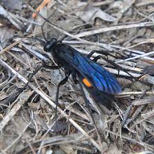 Check spelling or type a new query. Large Black Wasp With Orange On Abdomen Anoplius Bugguide Net