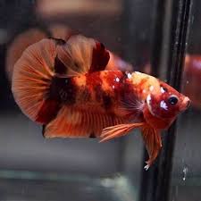 Pin On Beautiful Betta Fish