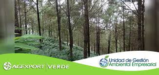 En guatemala se conmemoran varios días festivos y especiales. Cada 5 Segundos El Planeta Pierde Una Hectarea De Bosque Agexport Hoy