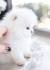 Teacup Pomeranian for Sale - Best Prices from Top Breeders