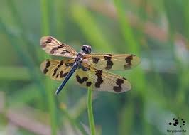 Image result for Libellulidae