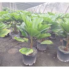 Image result for Licuala grandis