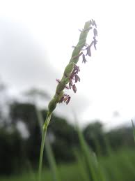 Image result for Urochloa dictyoneura