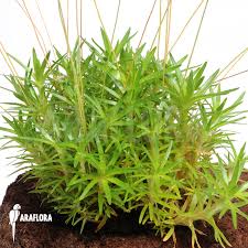 Image result for Eriocaulon africanum