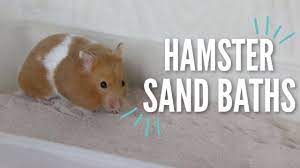 All About Hamster Sand Baths Youtube