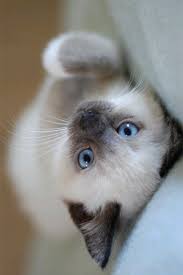V Cute Cats Beautiful Cats Cute Animals
