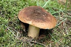 Image result for Russula perlactea