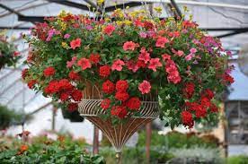 Contact gibbs garden center for alabama's best landscaping. Plant Nursery In Holly Pond Cullman Al Gibbs Garden Center