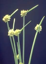 Image result for Cyperus laevigatus