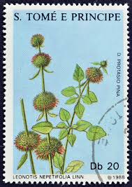 Image result for Buchholzia