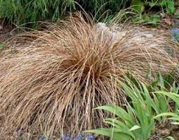 Image result for Carex conferta