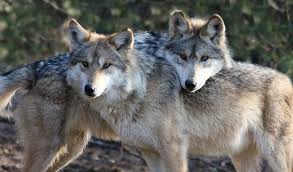 Check fixtures, tickets, league table, club shop & more. Brief Wolves Have No Dog In The Fight Inside Science