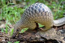 The same material as more recently, in august 2019, china's state insurance providers announced that they would stop covering medicines made from pangolin scales. I Coast Seizes Record Three Tonnes Of Pangolin Scales