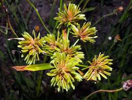 Image result for Cyperus tenuiculmis