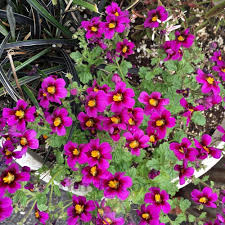 Image result for Jamesbrittenia