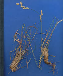 Image result for Eragrostis capensis