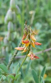 Image result for Crotalaria oocarpa