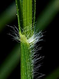 Image result for Eragrostis pilosa