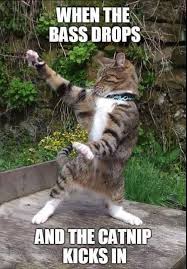 Black Cats In The Full Moon Light Bowl Zazzle Com Cute Cat Memes Cat Quotes Funny Funny Cat Pictures