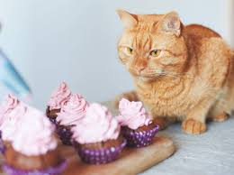 Weitere ideen zu hunde, gesunde hunde, hündchen training. Sussigkeiten Und Fastfood Sind Schlecht Fur Hund Und Katze