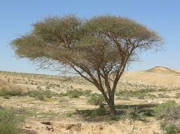 An Acacia Tree Int He Negev Most Of The Furniture In The Tabernacle Was Built Of Acacia Wood Acacia Tree Acacia Greenland Travel