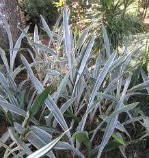 Image result for Sansevieria hyacinthoides