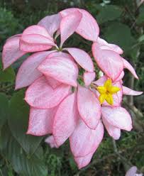 Image result for Mussaenda elegans