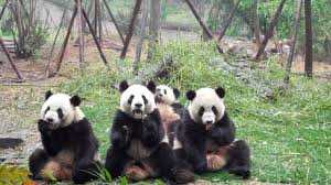 Ezchecklist Swagbucks Thursday 27 December 2018 Ezswag Visitthezooday Nationalfruitcakeday Howdydoodyday Makecutoutsnowflake Panda Panda Day Cute Panda