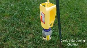 Japanese beetle traps are available with two baits: Do Homemade Japanese Beetle Traps Work Homemade Japanese Beetle Trap That Works Youtube