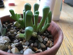 What S Up With My Baby Toes Info In Comments Succulents