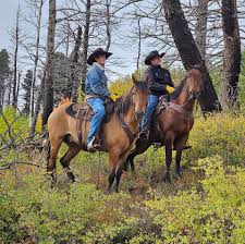 Profile for Noll Horse Company