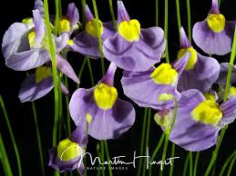 Image result for Utricularia welwitschii