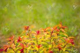 You'll read about the causes of yellow hibiscus plant leaves and how to care for your hibiscus plant here. Spring Yellow Red Leaves Natural Background Shrubs Are Used Stock Photo Picture And Royalty Free Image Image 95156633