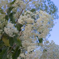 Image result for Nuxia floribunda