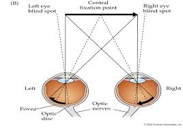 Image result for Visual Fixation