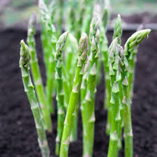 Image result for Asparagus officinalis