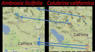 Image result for Lasiodiscus mannii