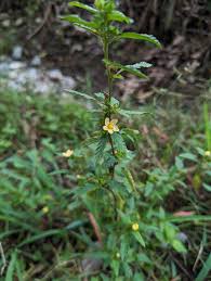 Image result for Malvastrum coromandelianum