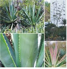 Image result for Agave sisalana