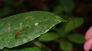 If wrinkled rose buds and puckered, curling new leaves appear on your roses, aphids are your they skeletonize leaves and devour rose buds and blossoms in their entirety, leaving nothing but. Rose Slug Hymenoptera A Type Stock Footage Video 100 Royalty Free 17371690 Shutterstock