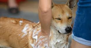 Laver Un Chien Finit Par Couter Cher Mais Pas Avec Cette Recette Maison Qui Sent Tellement Bon Shampooing Pour Chien Shampoing Chien Recettes Pour Chien