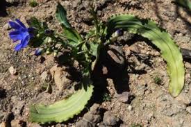 Image result for Dichaetanthera corymbosa