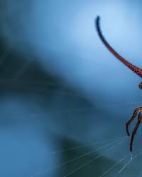 Image result for Scleria arcuata