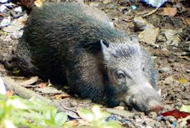 Cara ampuh mengusir babi hutan di kebun. Gonggongan Pemburu Bertaring Usir Babi Perusak Lahan Petani Harapan Rakyat Online