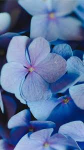 Flowers, periwinkle hd desktop background was posted on. The Color Of Life Iphone Se Wallpapers Free Download