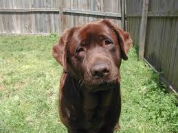 Maybe you would like to learn more about one of these? Akc Labrador Retriever Puppies In Virginia Beach For Sale In Virginia Beach Virginia Classified Americanlisted Com