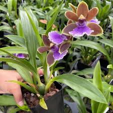 Image result for Zygotritonia