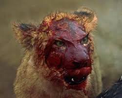 Ap8nwx (rf) las vegas, usa. Cenin Lioness With Bloody Face Facebook