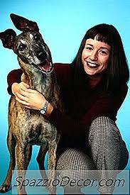 La ragazza di 18 anni, morta dopo la vaccinazione volontaria con astrazeneca, soffriva di piastrinopenia autoimmune familiare e assumeva una doppia terapia ormonale. Disordini Autoimmuni In Un Cane Levriero 2021